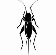 Image result for Cricket Bug SVG