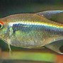 Image result for Neon Fish Wallpaper