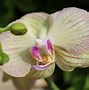 Image result for exotic orchids