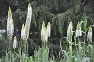 Image result for Eremurus himalaicus