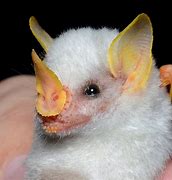 Image result for White Leaf Nosed Bat