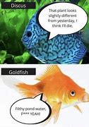 Image result for Poor in Aquarium Meme