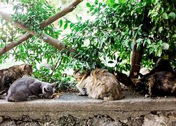 Image result for Pompeii Bodies Cats