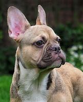 Image result for French Bulldog Breed
