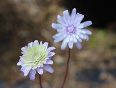 Anemone apennina Double Form に対する画像結果