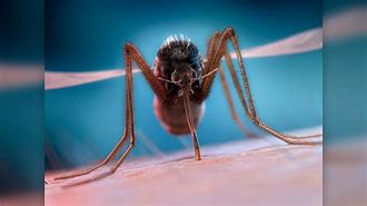 Image result for Insect Buzzing in Face