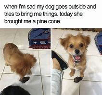 Image result for Sorry Dawg Meme