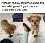 Image result for Small Dog Memes