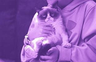 Image result for Grumpy Cat Memes Funny Song