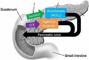 Image result for Digestive Enzymes and Hormones