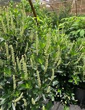 Image result for Clethra alnifolia Sixteen Candles