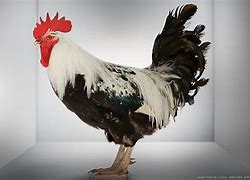 Image result for Coq Piccolo