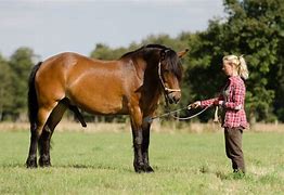 Image result for Draft Horse Stallion Sheath