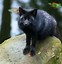 Image result for Beautiful Silver Fox