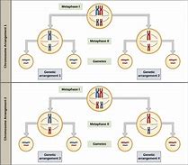 Image result for DNA Genes and Chromosomes