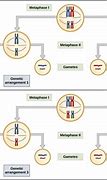 Image result for Homozygous Type A