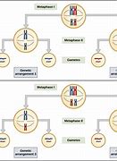 Image result for Different Types of Genes