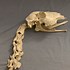Image result for Whitetail Deer Skull Anatomy