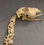 Image result for Human or Deer Bone