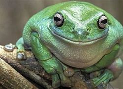 Image result for Positive Frog