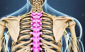 Image result for Thoracic Spinal Cord Anatomy