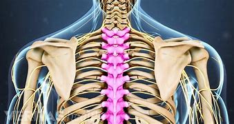 Image result for Thoracic Spine Anatomy