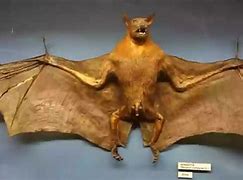 Image result for Fuzzy Orange Bat