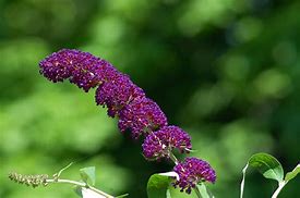 Image result for Butterfly Bushes