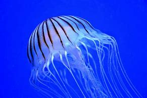 Image result for Mass Effect Jellyfish