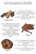 Image result for Bat Breeds