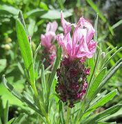 Image result for Lavandula stoechas