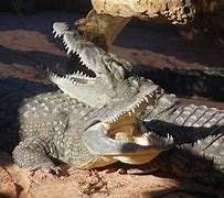 Image result for 3 Types of Crocodiles