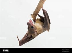 Image result for Short-Nosed Fruit Bat