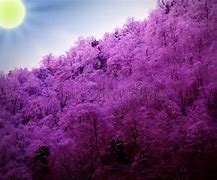 Image result for Foggy Mountain Forest