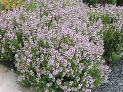 Image result for Thymus vulgaris Compactus