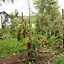 Image result for Fruit Picking Bucket