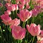 Image result for Real Pink Tulips
