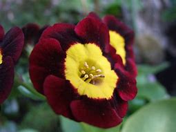 Primula auricula Vulcan に対する画像結果