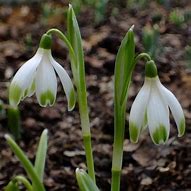 Image result for Galanthus Wifi Tombe la Neige