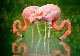 Image result for Flamingo IRL Pics