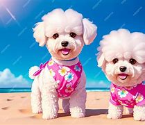 Image result for Bichon Frise Dog