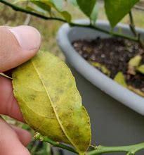 Image result for Meyer Lemon Tree Diseases Leaf