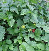 Image result for Duchesnea indica