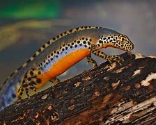 Image result for Biggest Newt