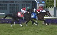 Image result for Horse Racing Systems
