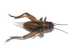 Image result for Bush-Cricket PNG