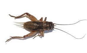 Image result for Cute Cricket Bug