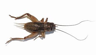 Image result for Cricket Wings Transparent