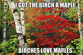 Image result for No Birches Meme
