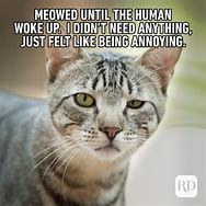 Image result for Funny Cat Pics Meme